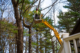 Commercial Tree Services