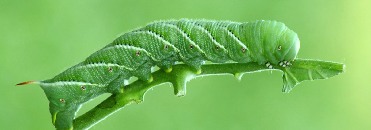 Hornworm