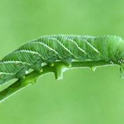 Hornworm