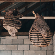 Wasp Nest Removal in Ayrshire