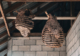Wasp Nest Removal in Ayrshire