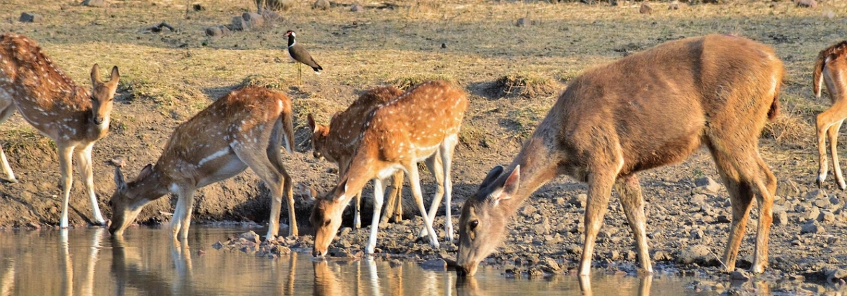 ranthambore tour