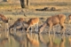 ranthambore tour